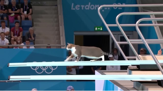 AI Cats Diving